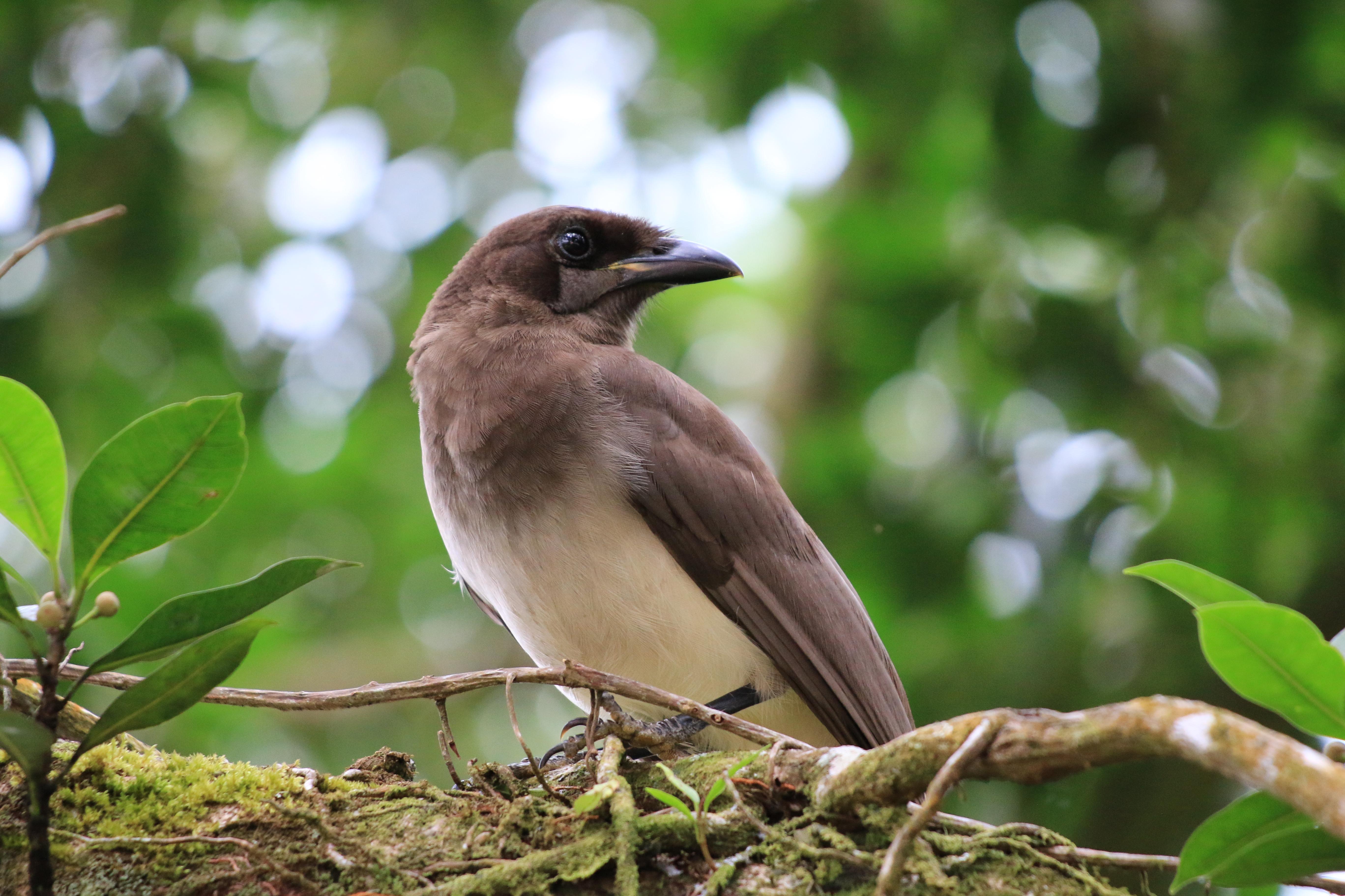 Costa Rica